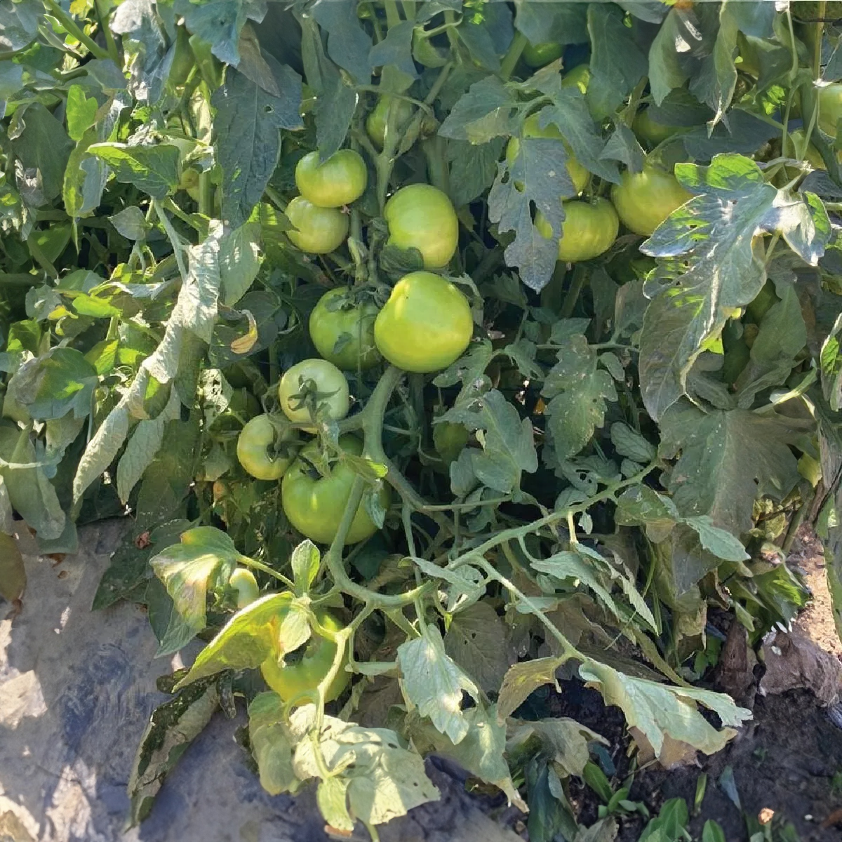 Humus Suppra 1000L