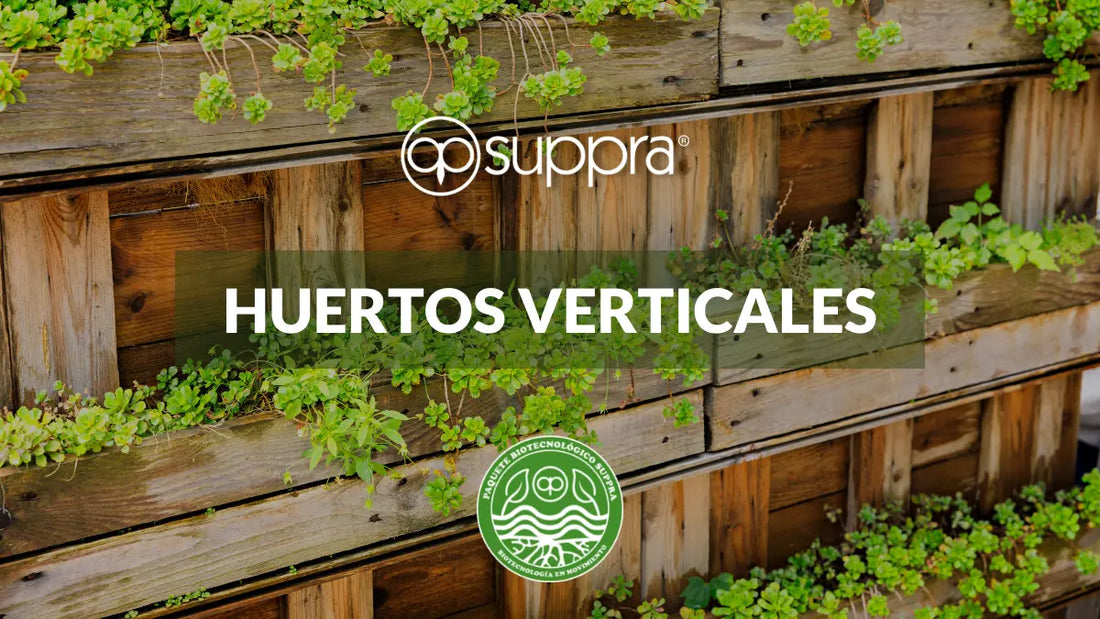 CONOCE-ALGUNOS-TIPOS-DE-HUERTOS-VERTICALES SUPPRA MEXICO