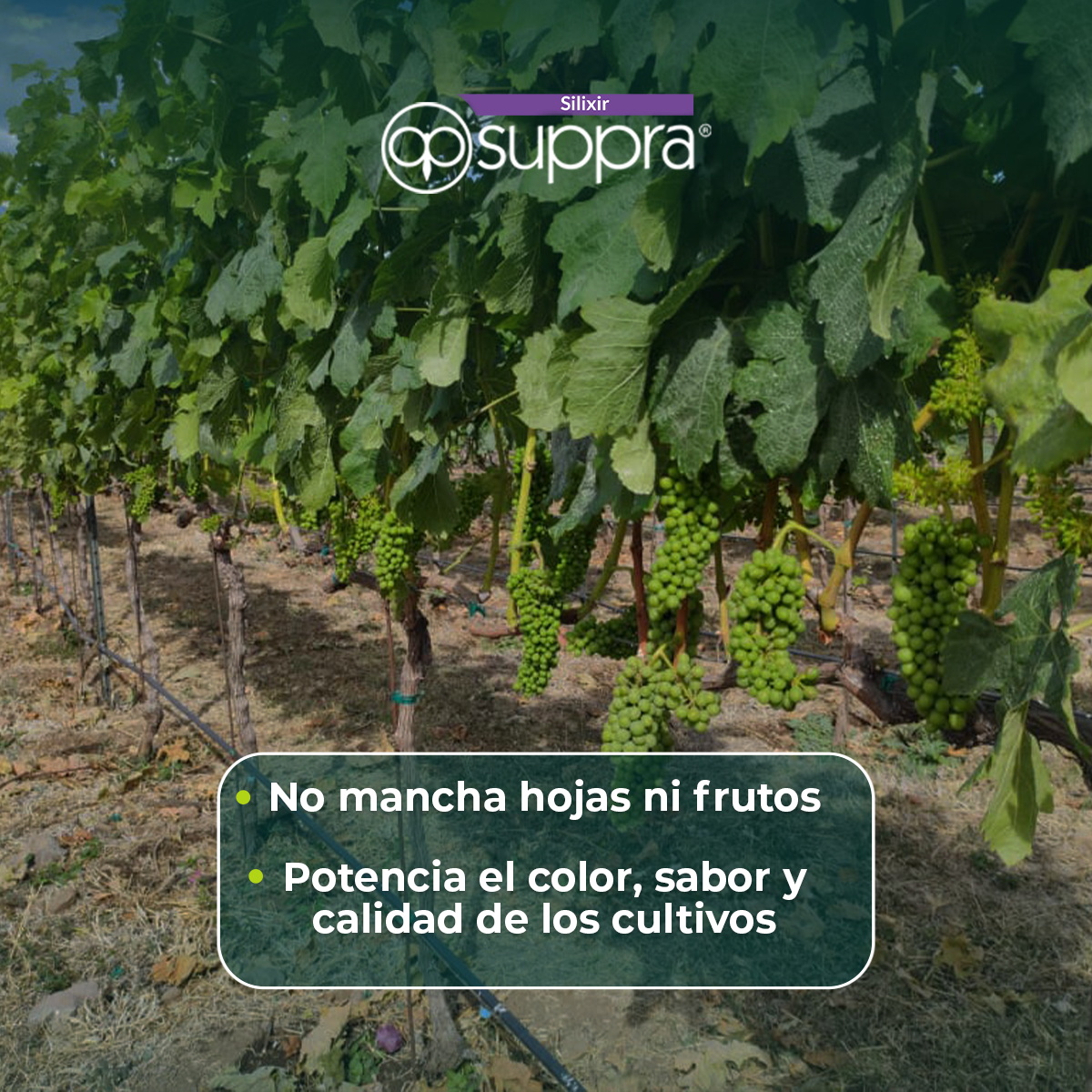 Silixir Suppra 5L