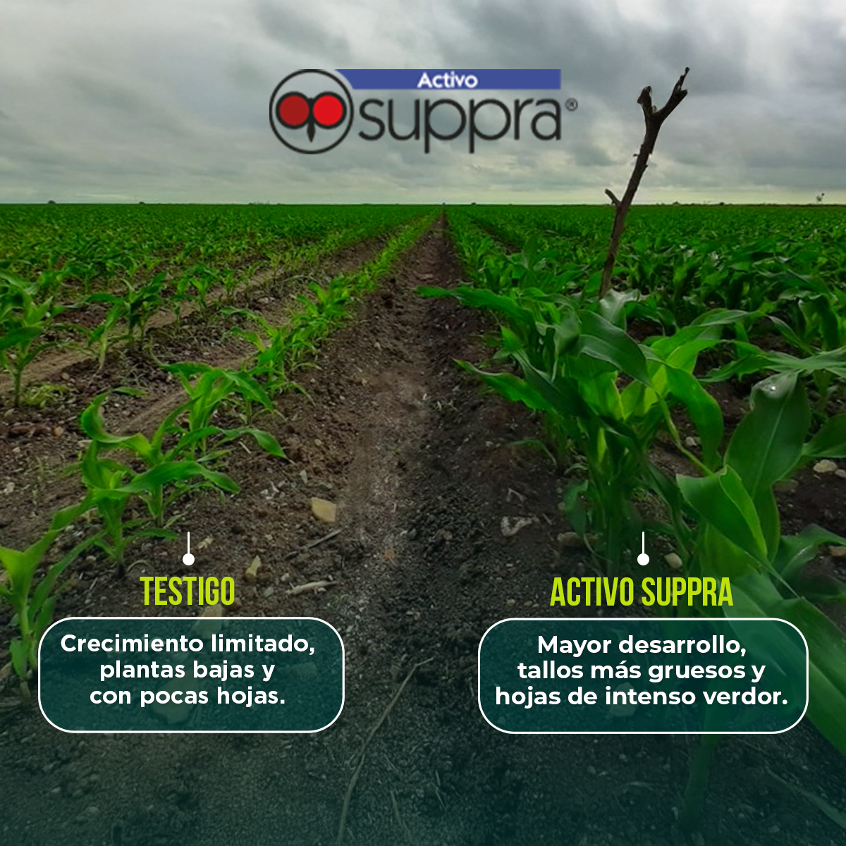 Activo Suppra 1L - Estimulante orgánico