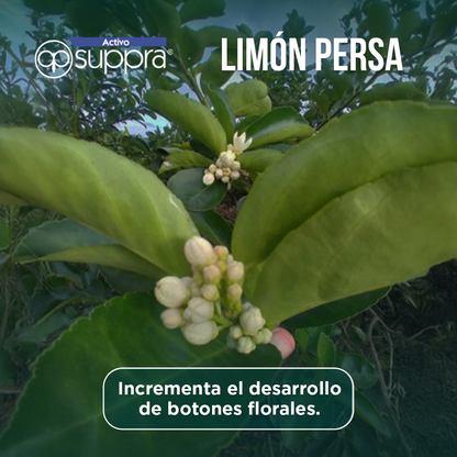 Activo Suppra  20L - Estimulante orgánico