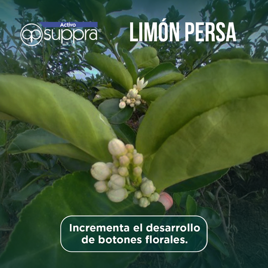 Activo Suppra  20L - Estimulante orgánico