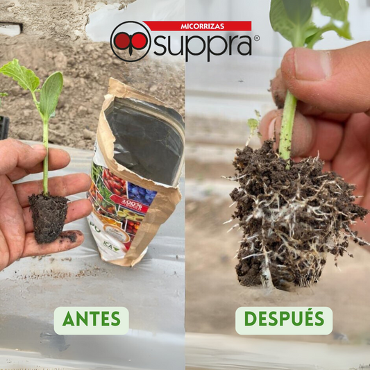 Micorrizas Suppra 4kg (2pz de 2 kg)
